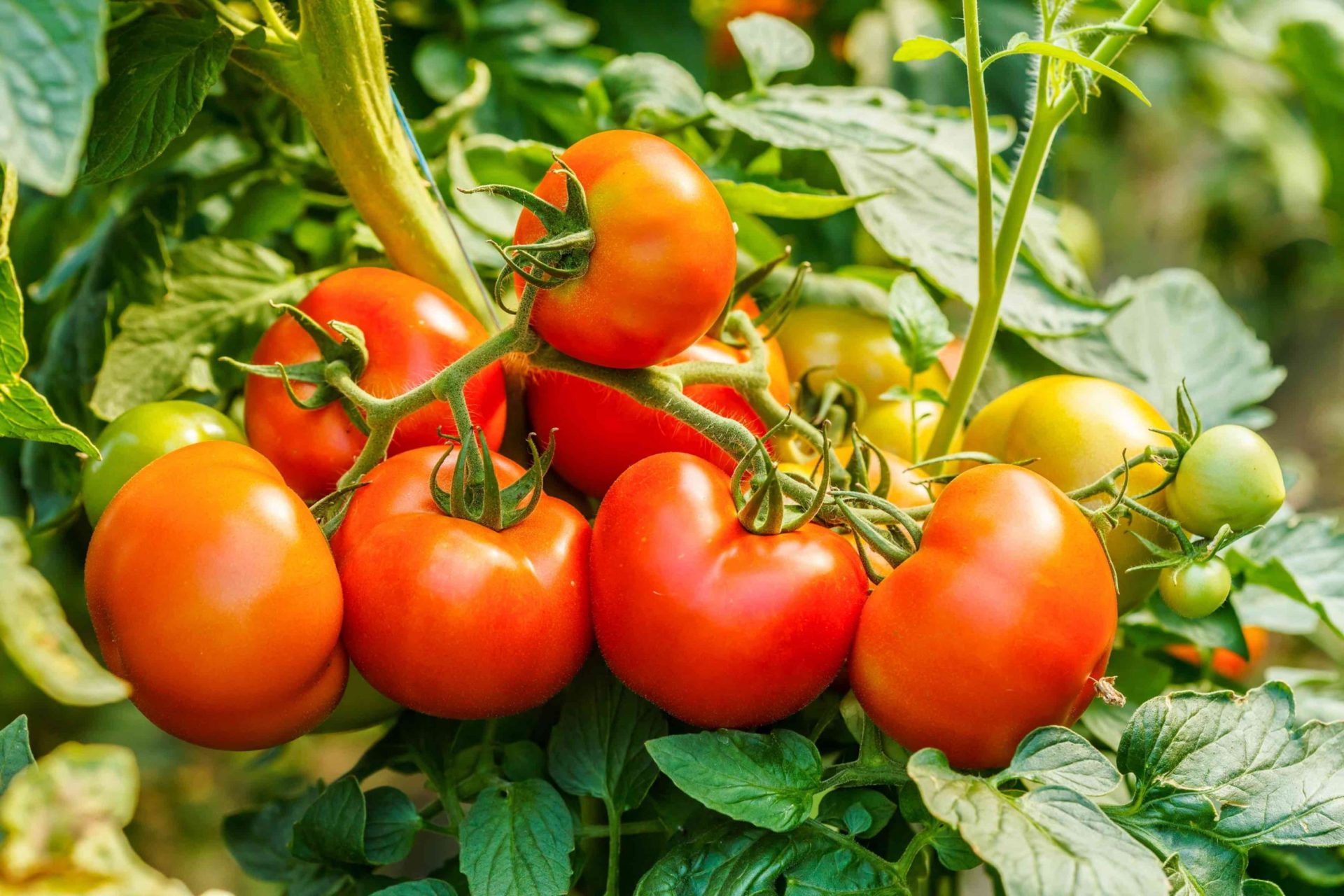 Fakta om tomater